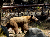 Yosemite National Park
