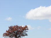 Shenandoah National Park