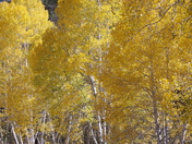 Kaibab National Forest, Arizona