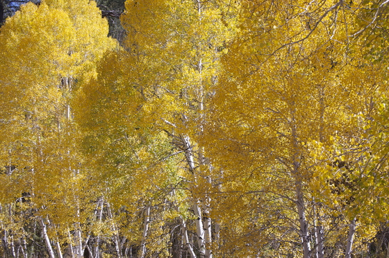 Kaibab National Forest, Arizona