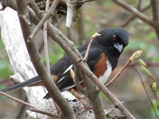 Shenandoah National Park