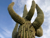Saguaro National Park