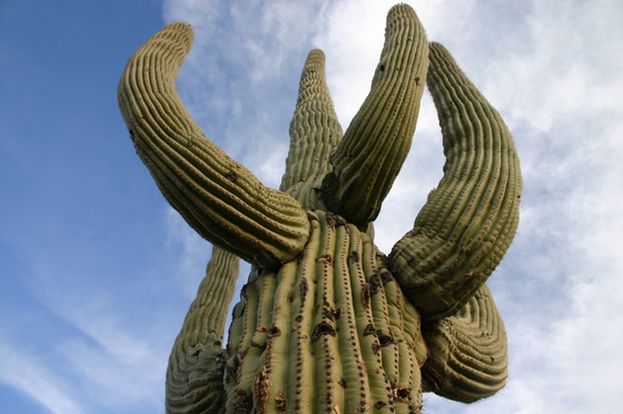 Saguaro National Park