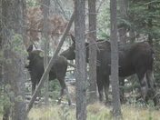Rocky Mountain National Park