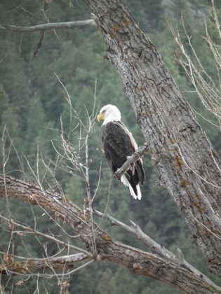 Pike National Forest