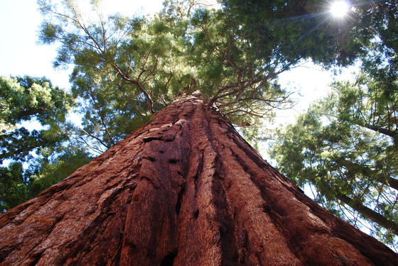100 giants sequoia