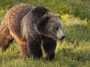 Yellowstone National Park