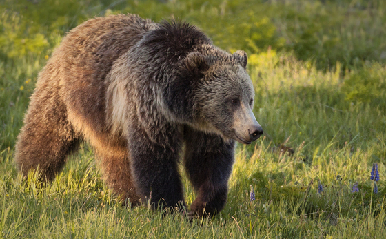 Yellowstone National Park