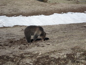 Yellowstone National Park
