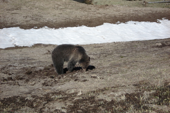 Yellowstone National Park