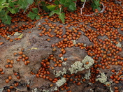Capulin Volcano National Monument