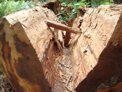 Redwoods National Park