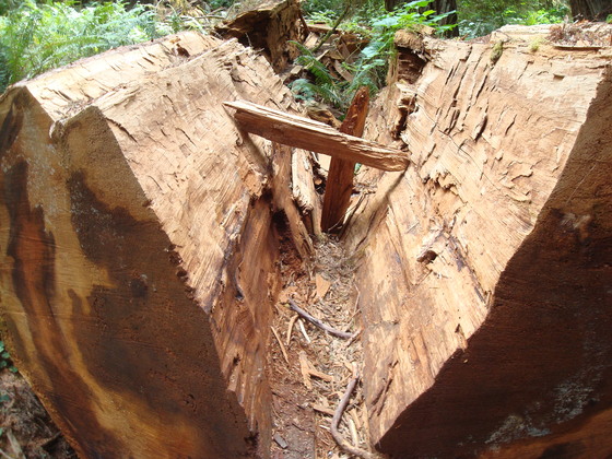 Redwoods National Park