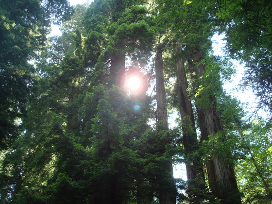 redwood national park