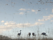 Ocala National Forest