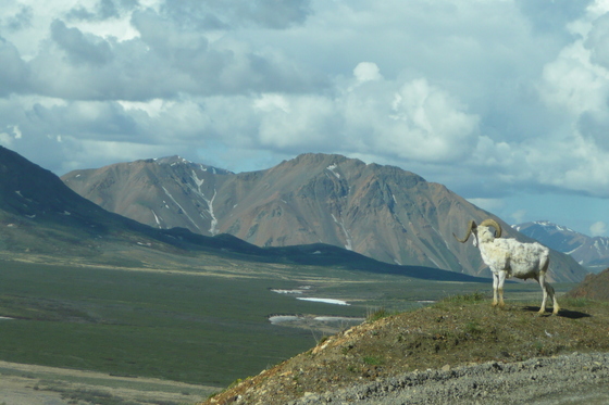 Denali