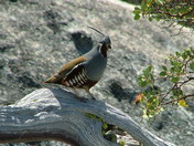 Sequoia National Park