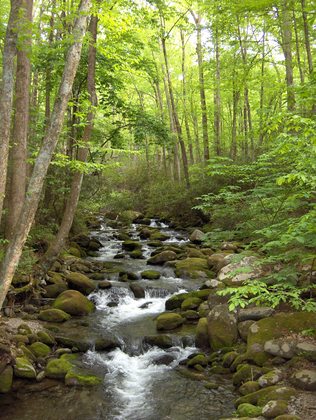 Great Smoky Mountains National Park