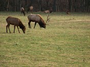 Buffalo National River