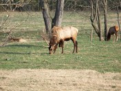 Buffalo National River