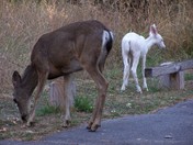 Lupine Campground, Bass Lake, CA