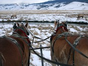 National Elk Rufuge, Jackson Hole, WY