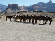 Grand Canyon National Park