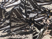 Boise National Forest