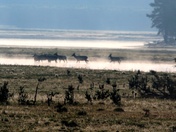 Yellowstone National Park