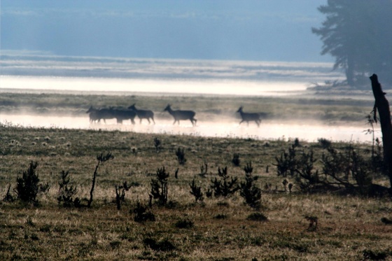 Yellowstone National Park