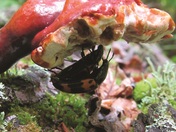 George Washington National Forest