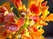 Indian Peaks Wilderness