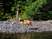 Wenatchee National Forest