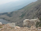 mt evans