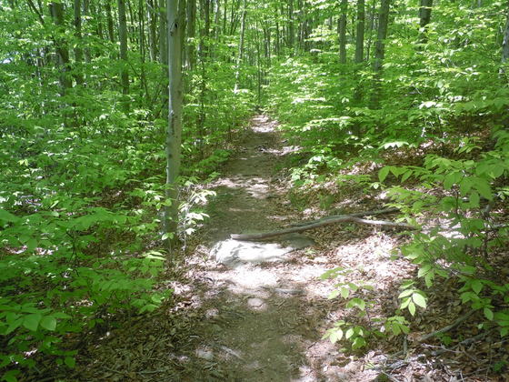 Dolly Sods