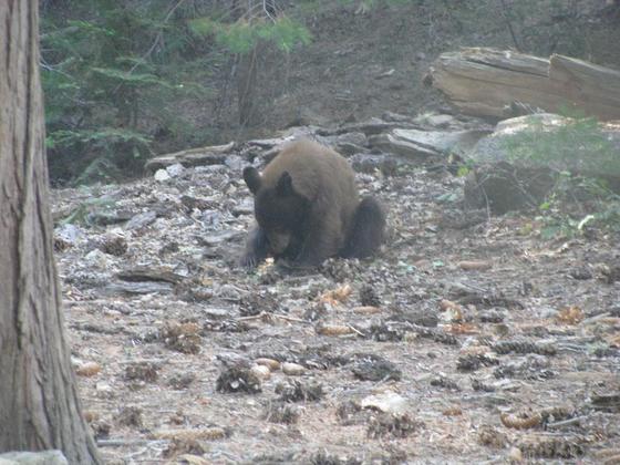 Sequoia National Park