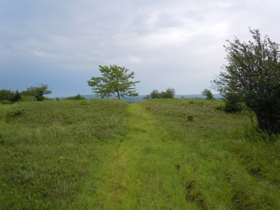 Dolly Sods