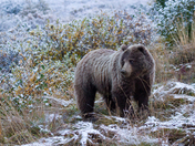 Denali National Park