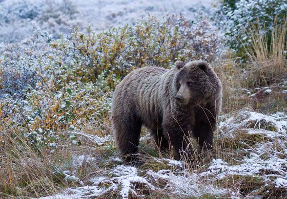Denali National Park