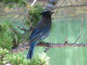 Rocky Mountain National Park