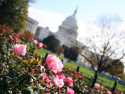 The U.S. Capitol Building in Washington D.C.