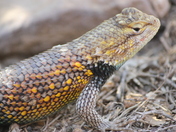 Grand Canyon National Park