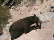 Inyo National Forest