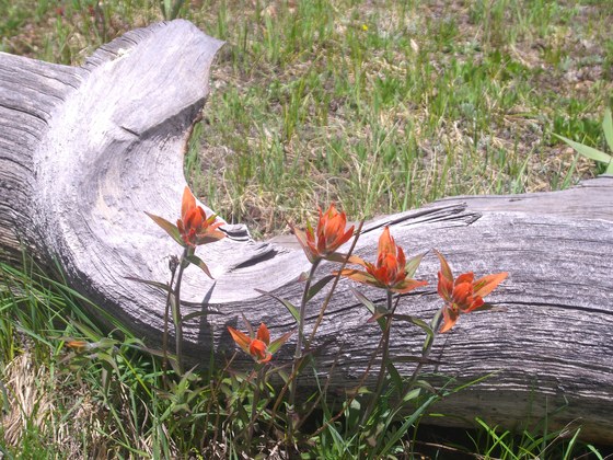 Pike National Forest