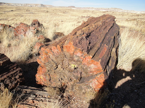 Petrified Forest