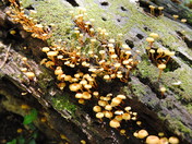 Great Smoky Mountains