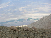 Inyo National Forest