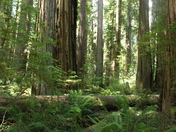 Redwood National Park