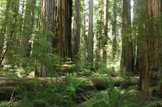 Redwood National Park