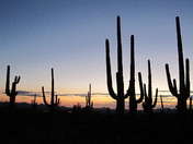 Saguaro National Park